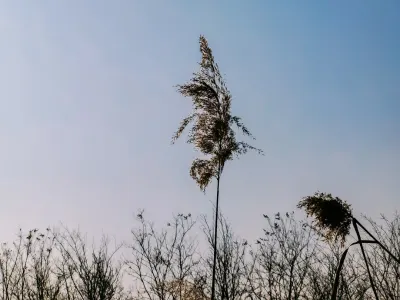 Bit4win Cazino Cazinou Aplicație mobilă